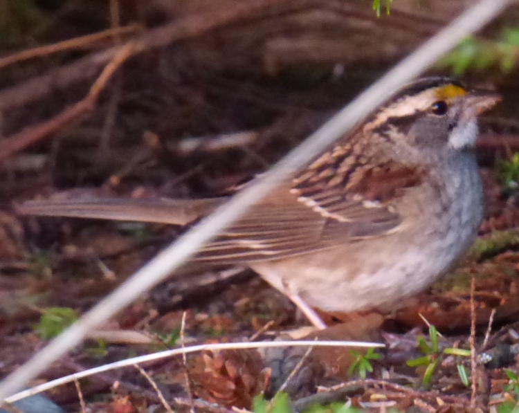 white-throated-sparrow