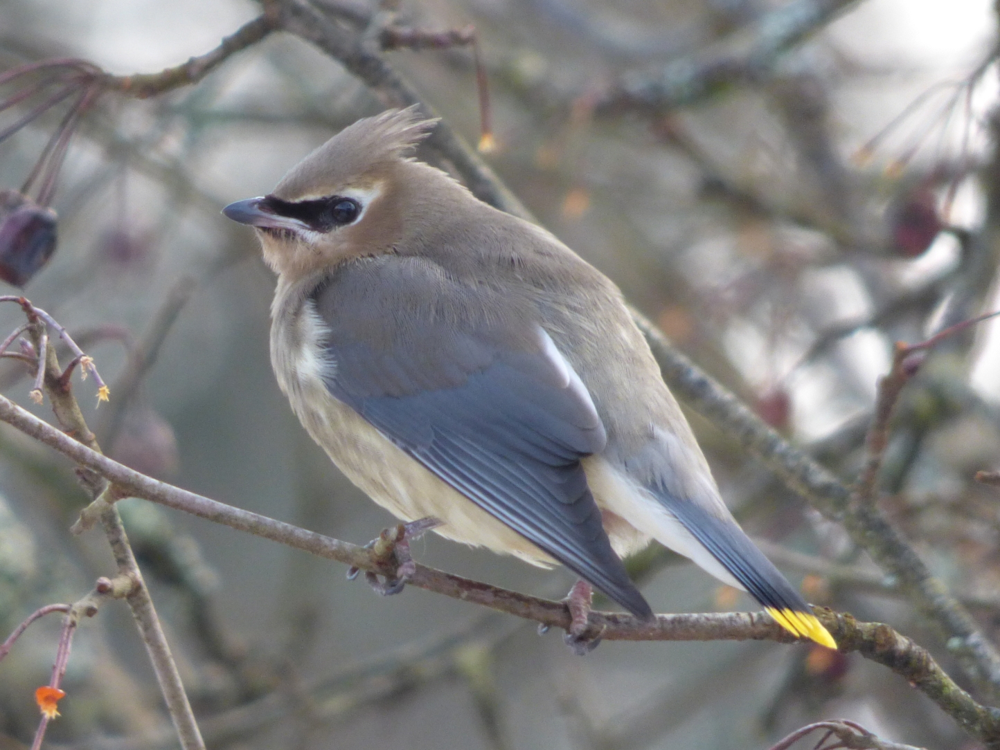 cedar-waxwing