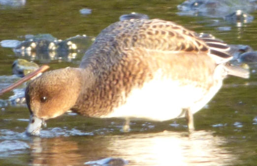 hen-eurasian-wigeon-jpg-jpg