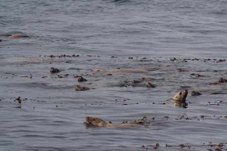 Sealions