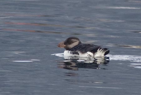 Horned Puffin