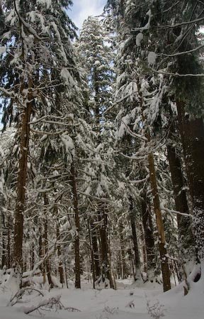 Snow in the Forest