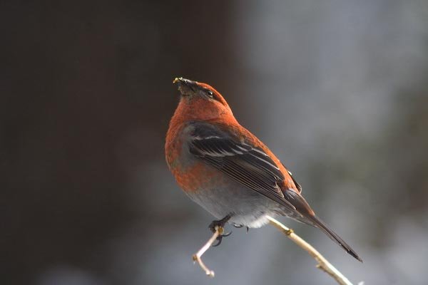 Male Pine Grosbeak