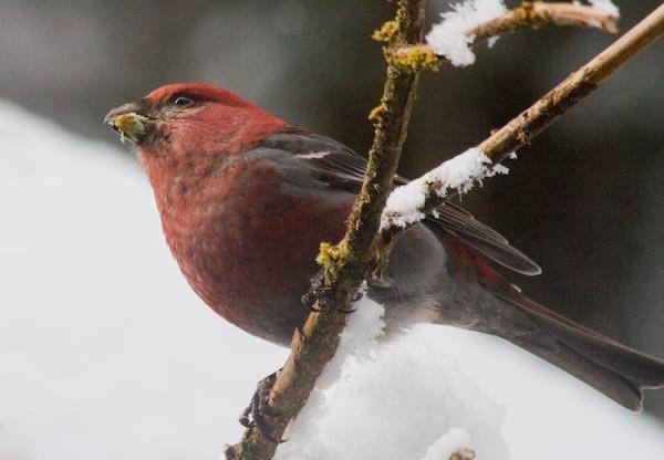 Pine Grosbeak