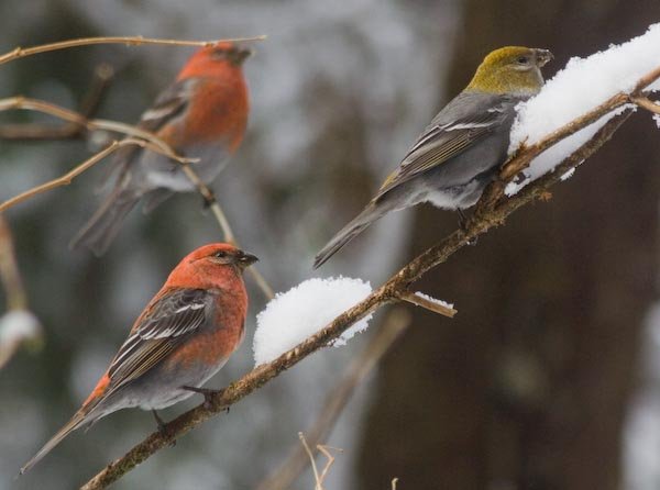 Pine Grosbeaks