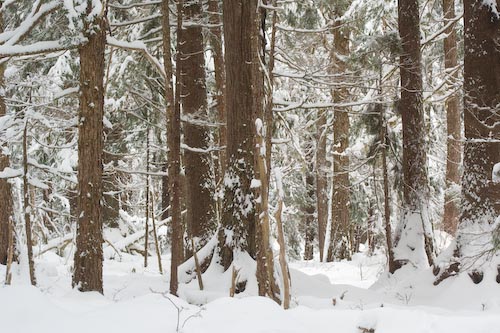 Forest with Snow