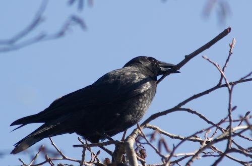 Northwestern Crow with Branch