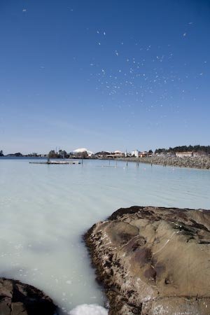 Herring Spawning at Sage Beach