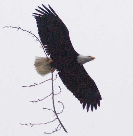 Bald Eagle Carrying Branch to Nest