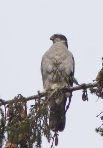 Northern Goshawk