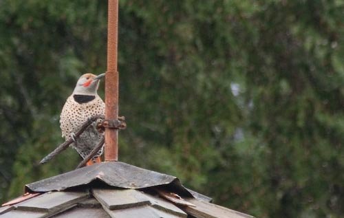 Northern Flicker