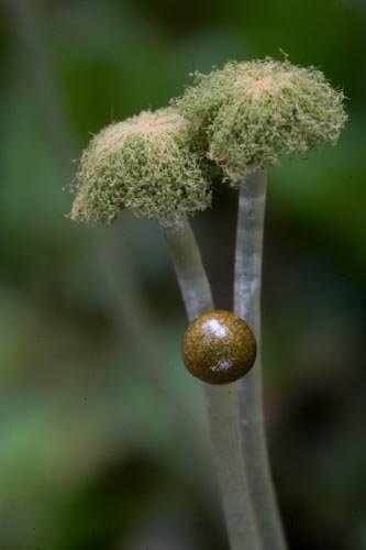 Pellia Sporophytes