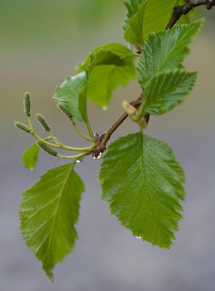 Sitka Alder