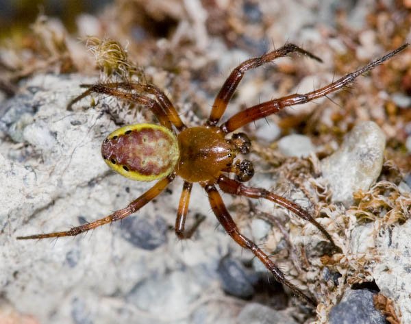 Sixspotted Orbweaver - Araniella displicata