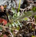 Pussytoes (Antennaria sp.)