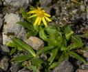 Lessing Arnica (Arnica lessingii)