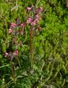 Bird-beak Lousewort (Pedicularis ornithorhyncha)