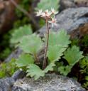 Saxifrage (Saxifraga sp)