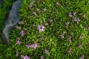 Moss Campion (Silene acaualis)