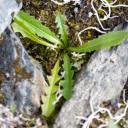 Dandelion sp. (Taraxacum sp.)