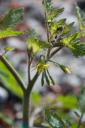 Tomato Plant Flower