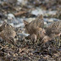 Short-billed Dowitchers (Limnodromus griseus)