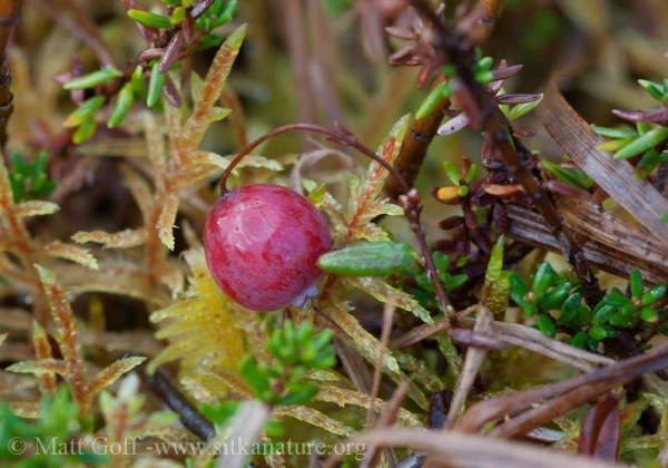 Bog Cranberry  (Vaccinium oxycoccos)