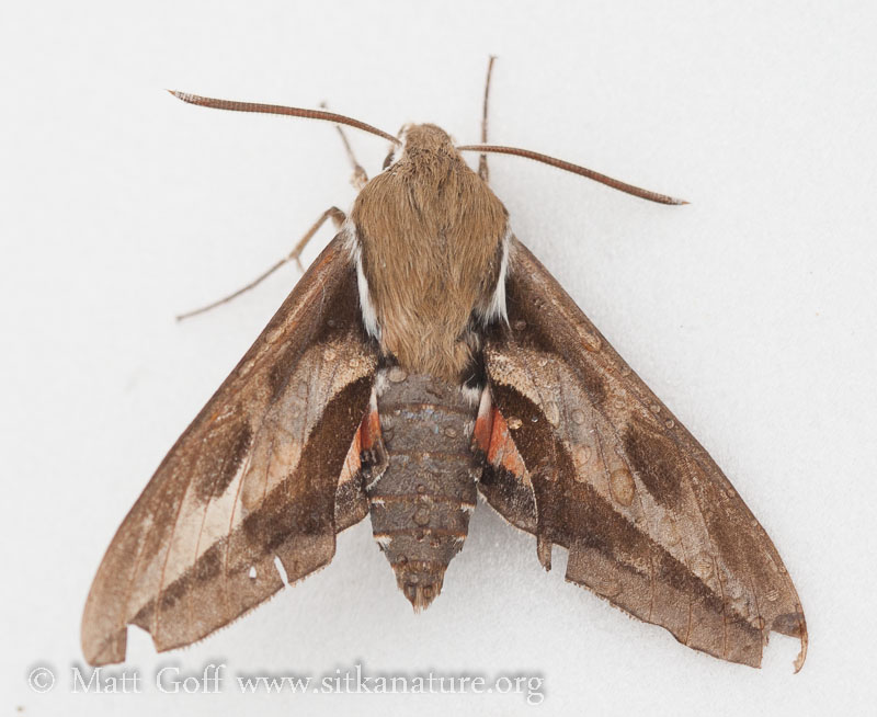 Bedstraw Hawk-moth (Pennsylvania Moths) · iNaturalist