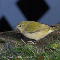 Tennessee Warbler