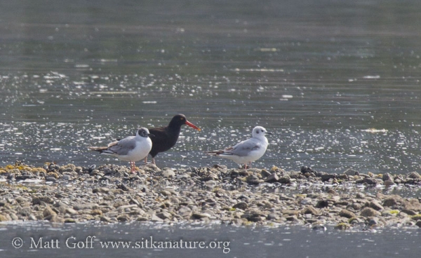 Black Oystercatcher and Bonaparte's Gulls