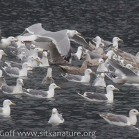 Channel Gulls