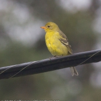 Western Tanager