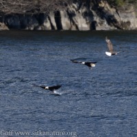 Bald Eagles