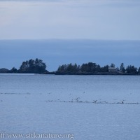 Gulls