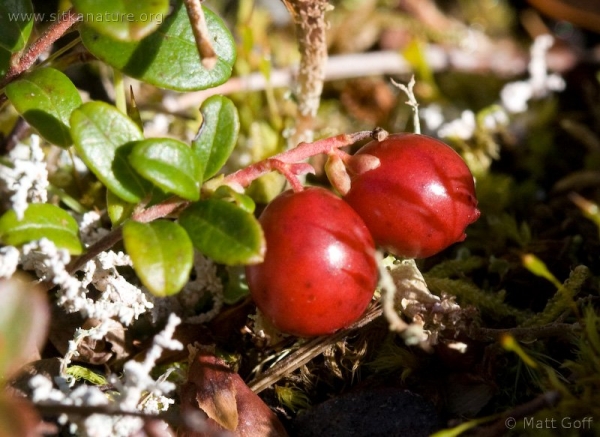 20060916-09-16p09cranberries.jpg