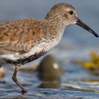 20050429-04-29p212dunlin.jpg