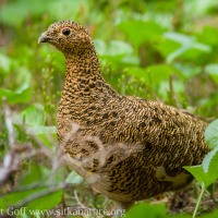 20060710-07-10p30ptarmigan-Edit-Edit