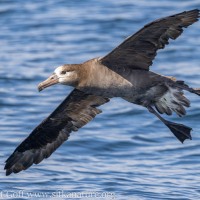 Black-footed Albatross