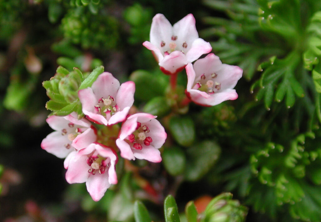 Alpine Azalea (Loiseleuria procumbens)