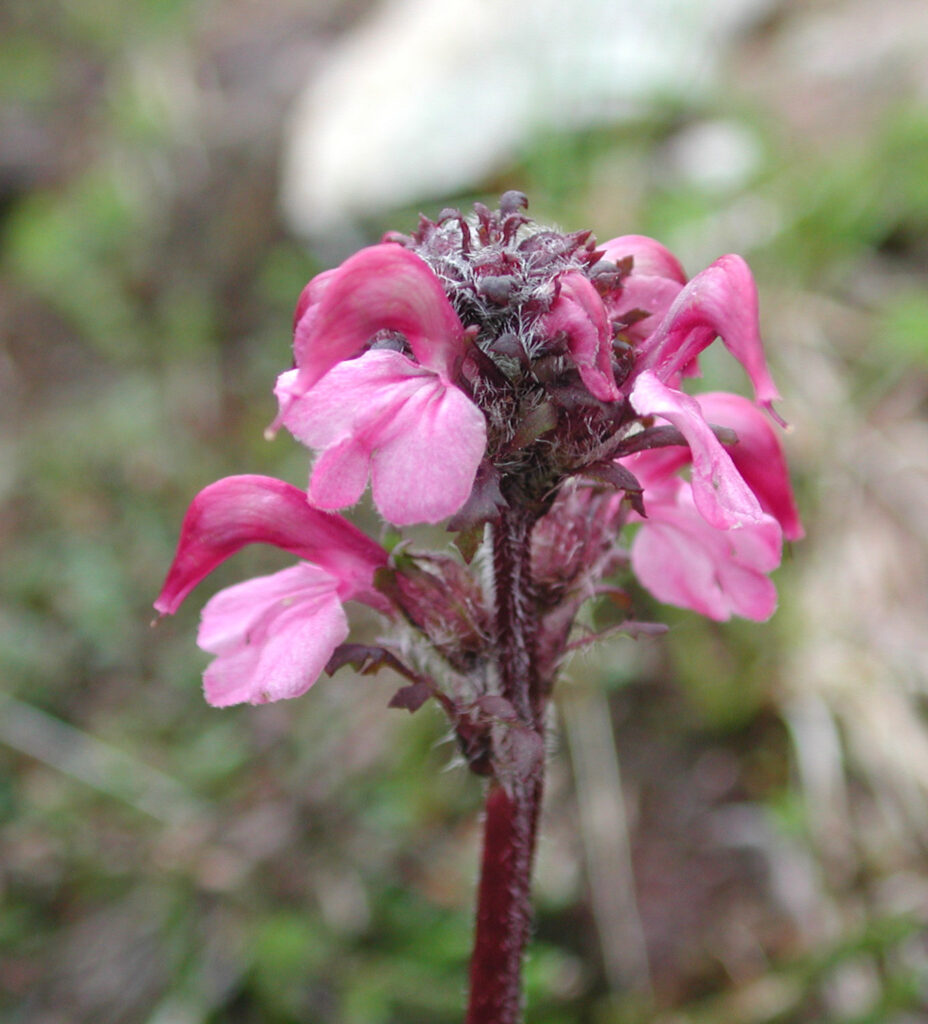 Bird's-beak Lousewort (Pedicularis ornithorhyncha)