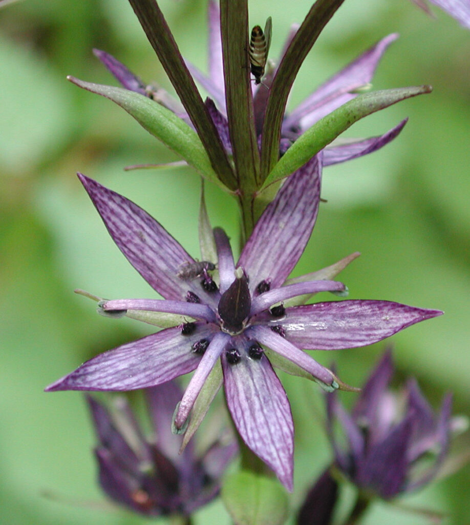 Alpine Bog Swertia (Swertia perennis)