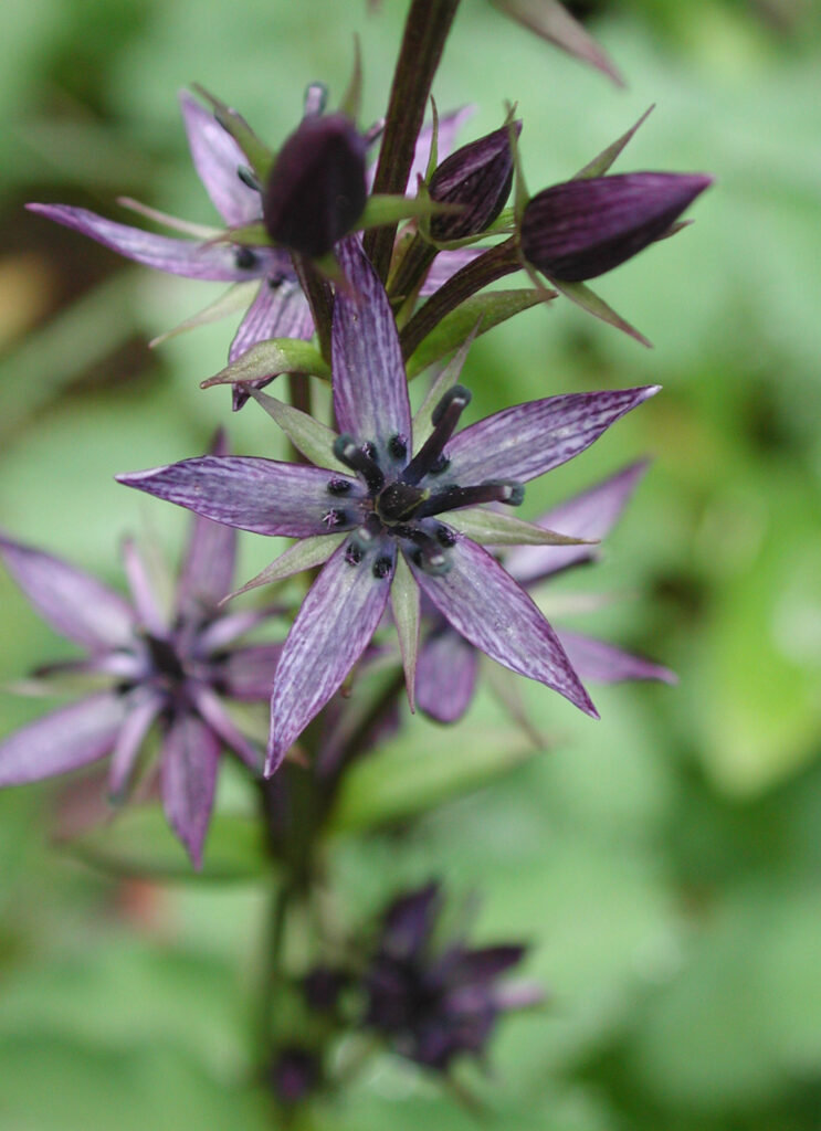 Alpine Bog Swertia (Swertia perennis)