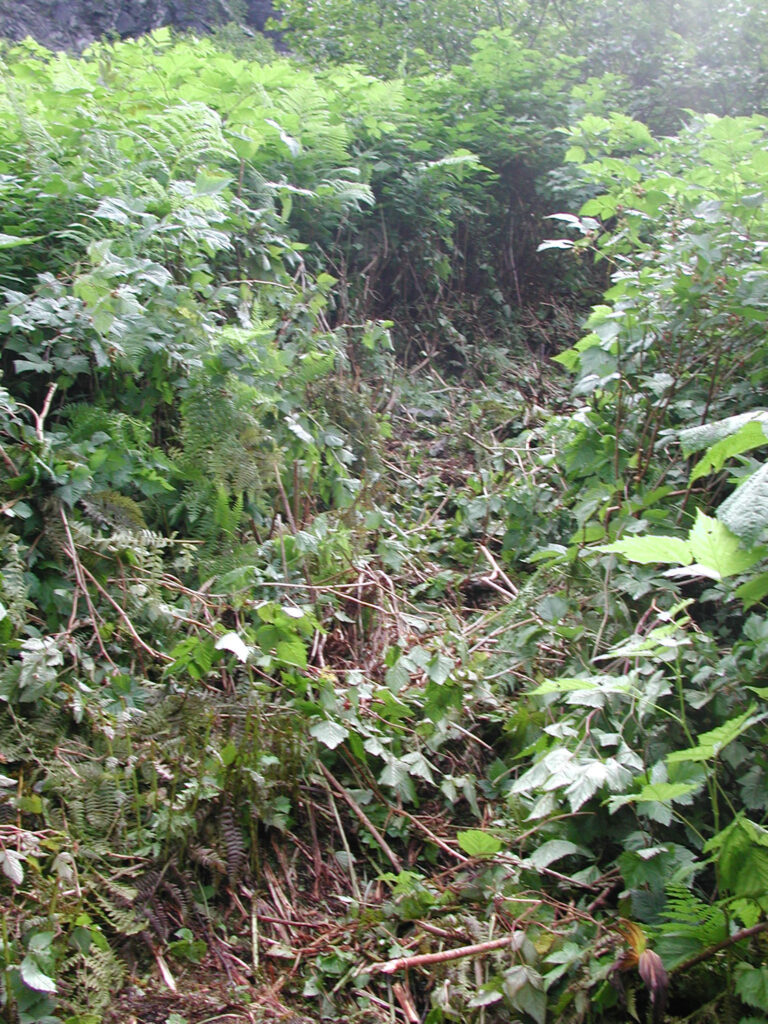 Trail Through Brush