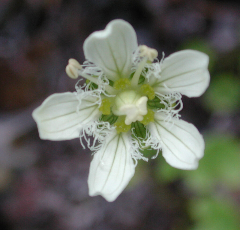 Fringed Grass-of-Parnassus (Parnassia fimbriata)