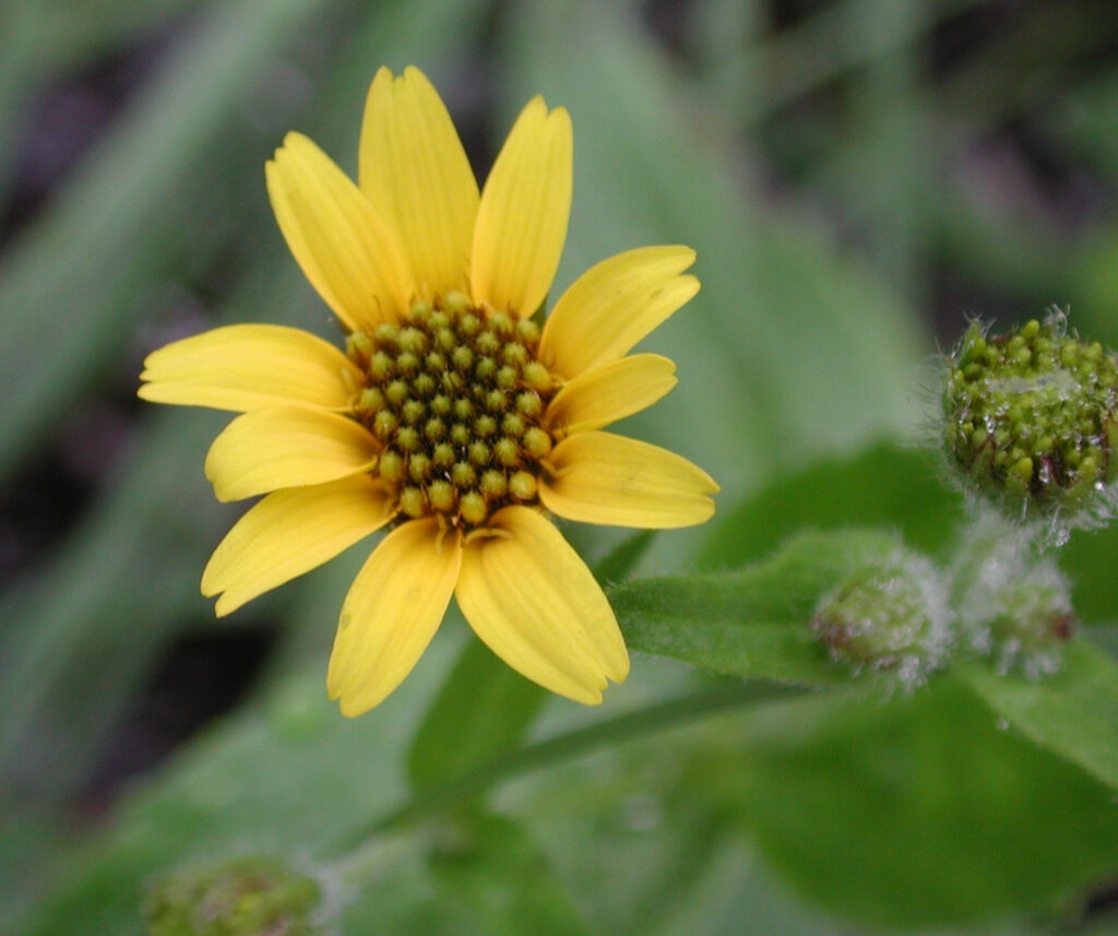 Mountain Arnica (Arnica sp)