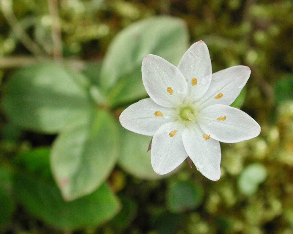 Northern Starflower (Trientalis arctica)