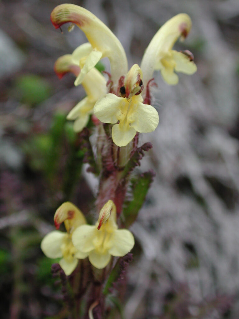 Oeder's Lousewort (Pedicularis oederi)