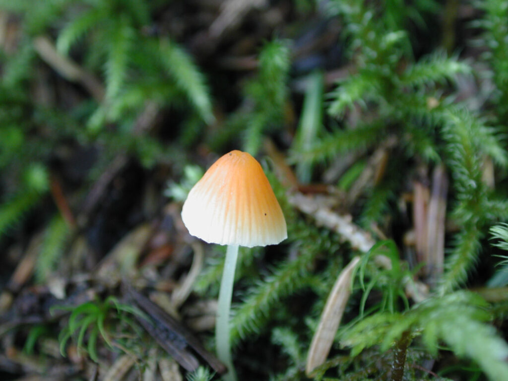 Orange Mushroom