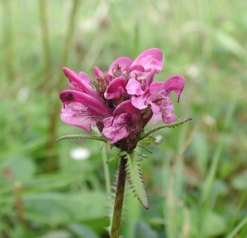 Sudet Lousewort (<em>Pedicularis sudetica</em>)