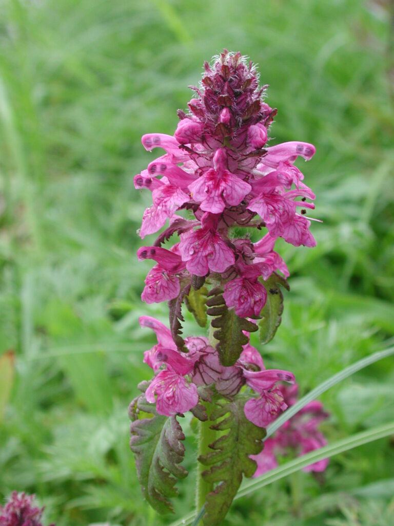 Whorled Lousewort (Pedicularis verticilata)